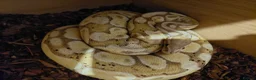 Python Snake reptiles for sale: Female Royal Python  - Advert 5