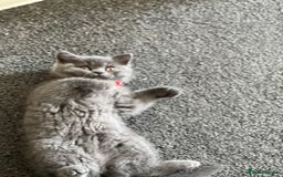 British Shorthair cats for sale: kittens for a new home Forever - Image 3