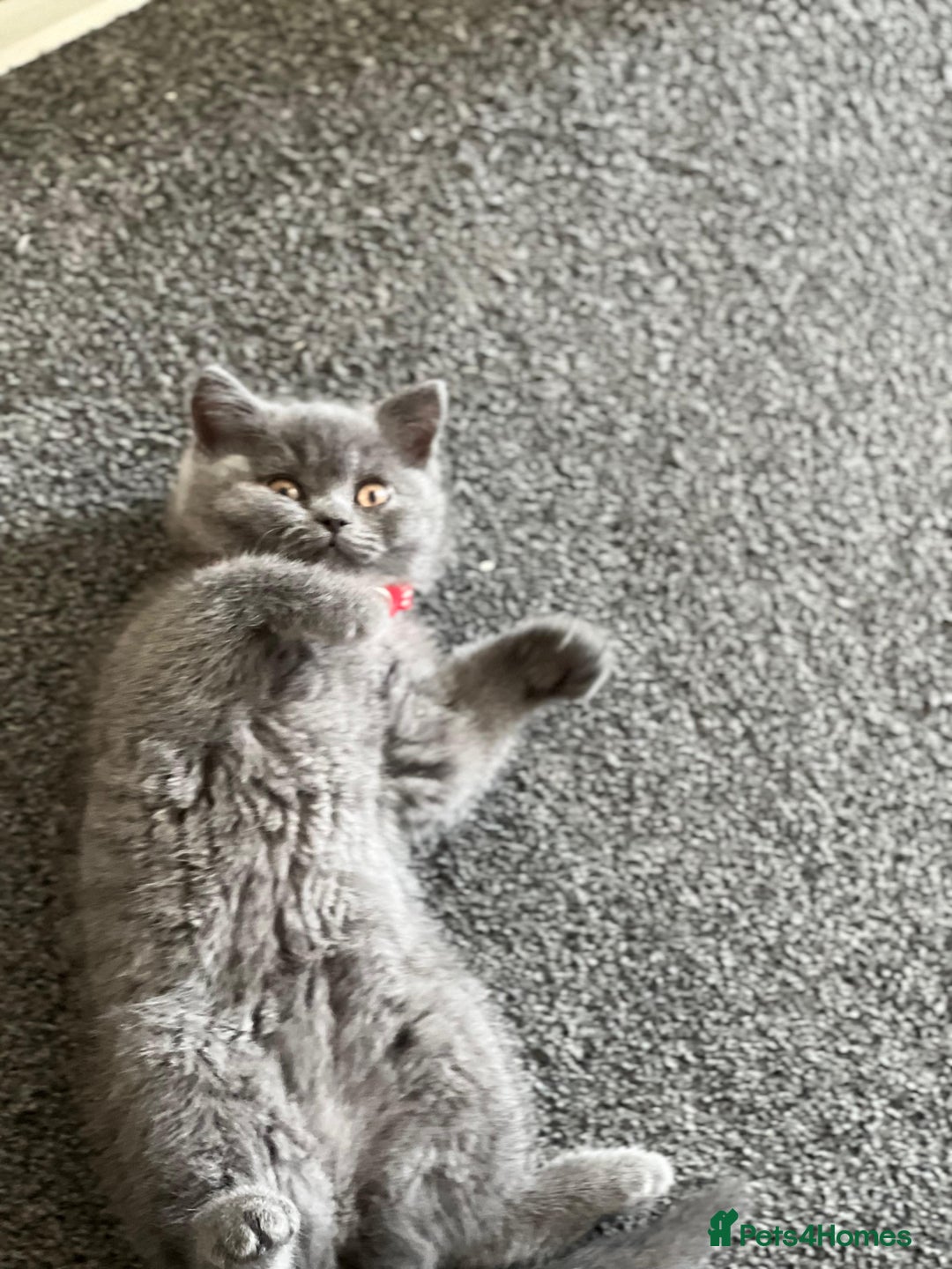 British Shorthair cats for sale: kittens for a new home Forever - Image 3
