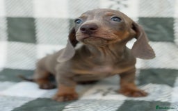 Miniature Dachshund dogs for sale: KC Reg Miniature Dachshund Puppies  - Image 19
