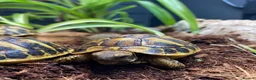 Tortoise reptiles for sale: Hermanns Tortoise Hatchling - Western / Eastern - Advert 2