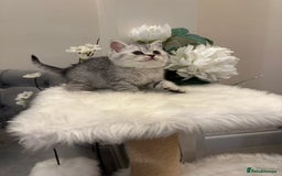 British Shorthair cats for sale: Silver Spotted Full Pedigree Registered BSH - Image 12