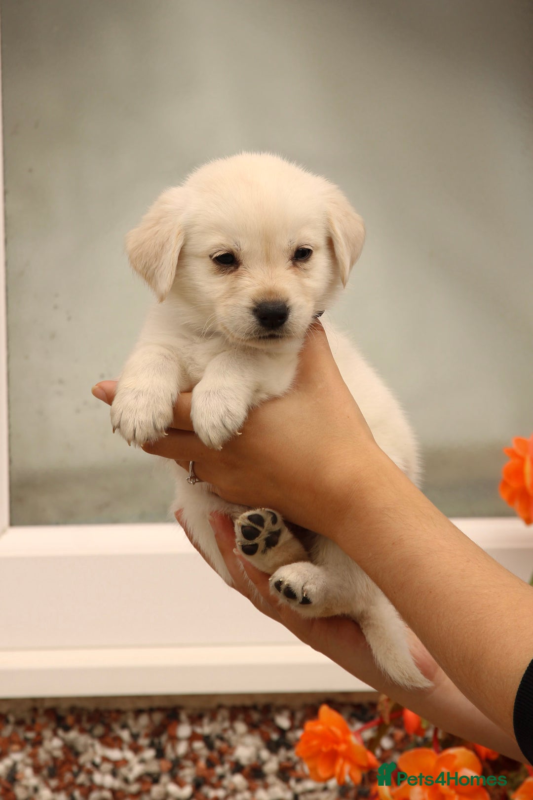 Labrador Retriever dogs for sale: Beautiful labrador puppies for sale - Image 22