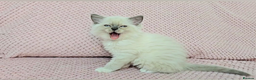 Ragdoll cats for sale: Ragdoll kittens boys Blue point Mitted - Advert 9