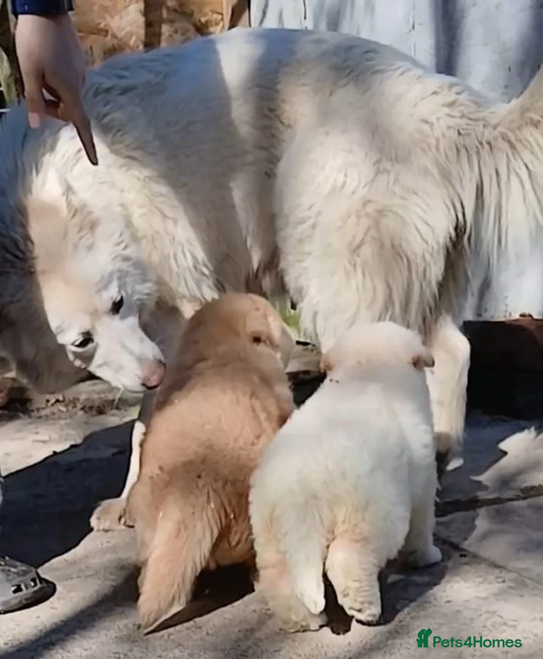 German Shepherd dogs for sale: Beautiful Chunky German Shepherd Puppies - Advert 9