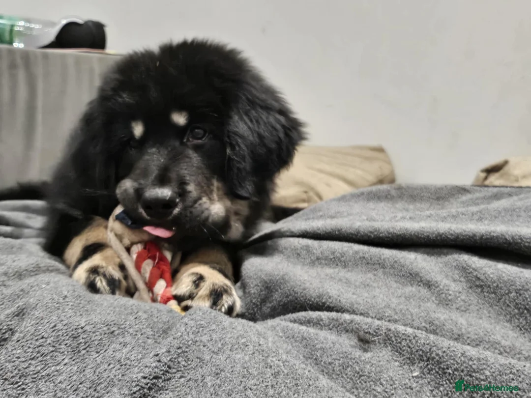 Tibetan Mastiff dogs for sale: Tibetan mastiff pupps - Advert 8