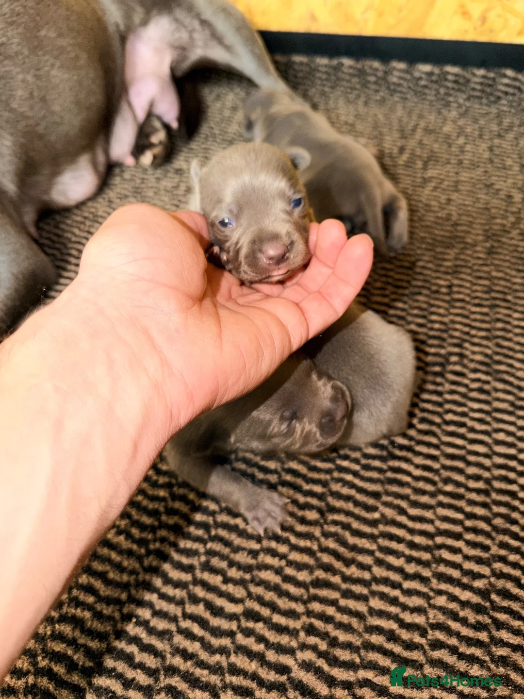 Staffordshire Bull Terrier dogs for sale: Traditional Blue Staffy 30+Champion Puppies  - Advert 6