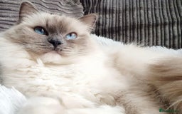 Ragdoll cats for sale: Beautiful Ragdoll Kittens (GCCF)TICA Reg. - Image 11
