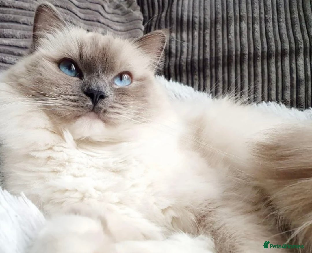 Ragdoll cats for sale: Beautiful Ragdoll Kittens (GCCF)TICA Reg. - Image 11