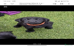 Labrador Retriever dogs for sale: Chunky male  black Labrador puppy  - Image 4