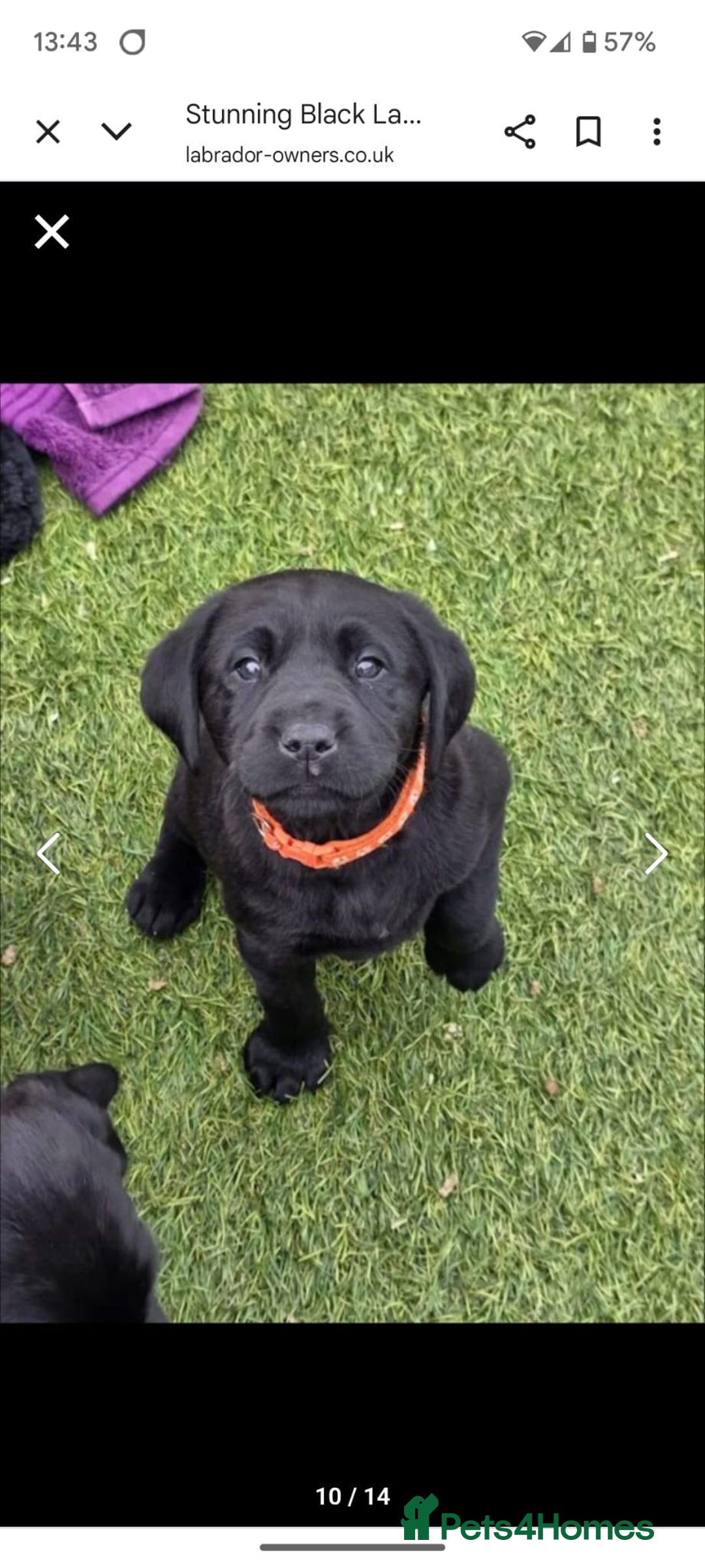 Labrador Retriever dogs for sale: Chunky male  black Labrador puppy  - Image 4