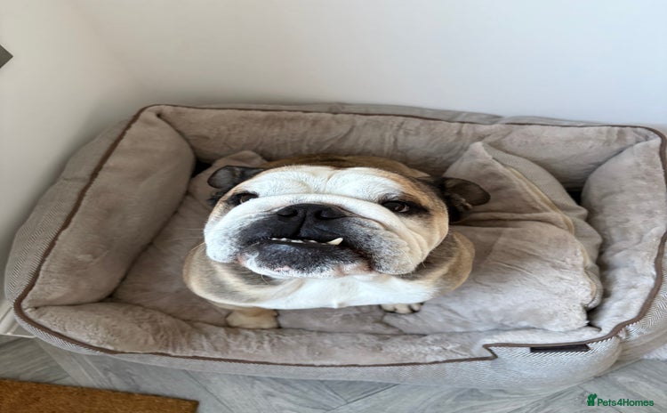 English Bulldog dogs - Advert 1