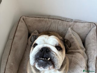 English Bulldog dogs - Advert 26