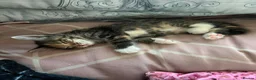 Domestic Shorthair cats for sale: One last girl kitten left  - Advert 2