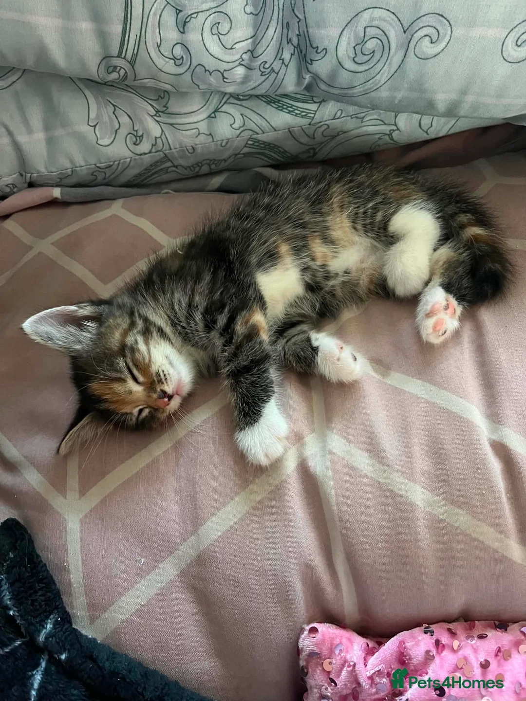 Domestic Shorthair cats for sale: One last girl kitten left  - Advert 2