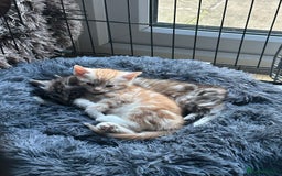 Mixed Breed cats for sale: Stunning fluffy and short haired ready now  - Image 5