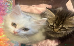 Turkish Angora cats for sale: Gorgeous fluffy Turkish angora cross kittens  - Image 7