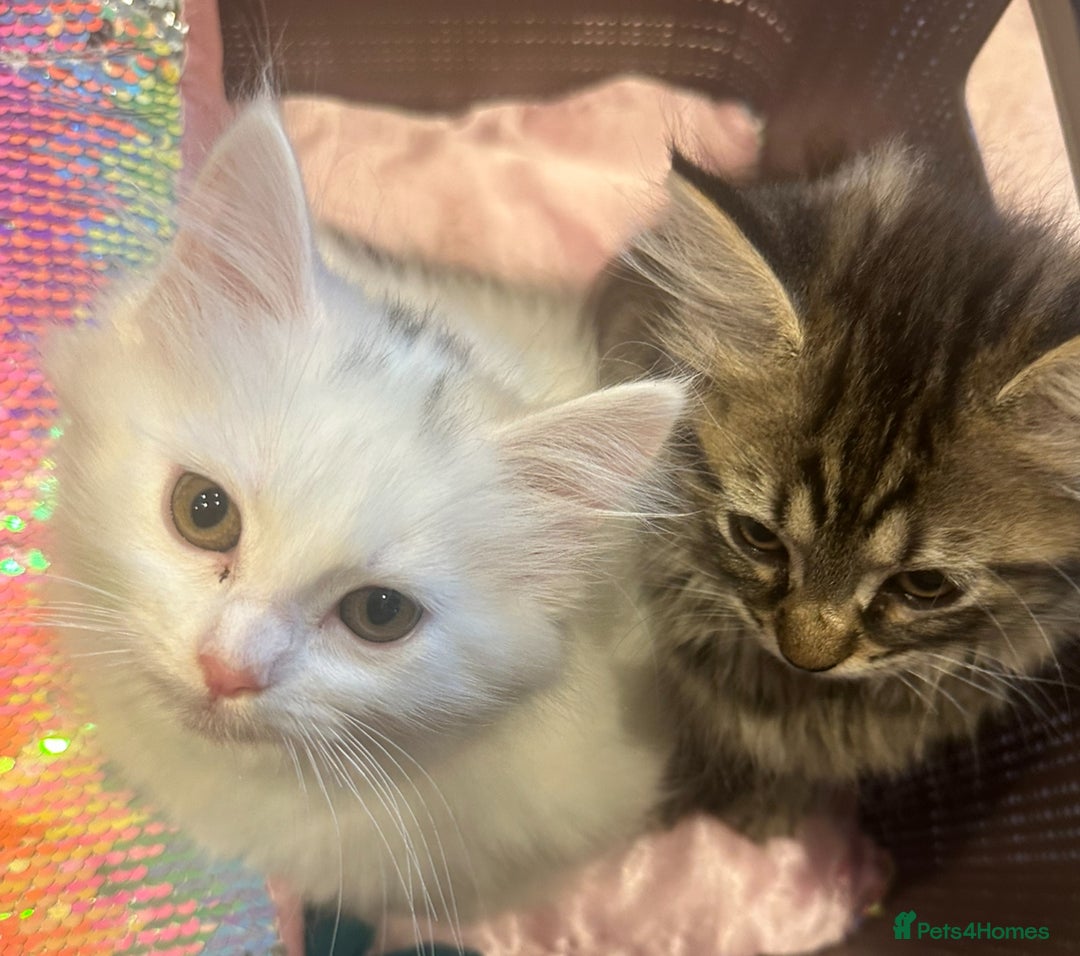 Turkish Angora cats for sale: Gorgeous fluffy Turkish angora cross kittens  - Image 7