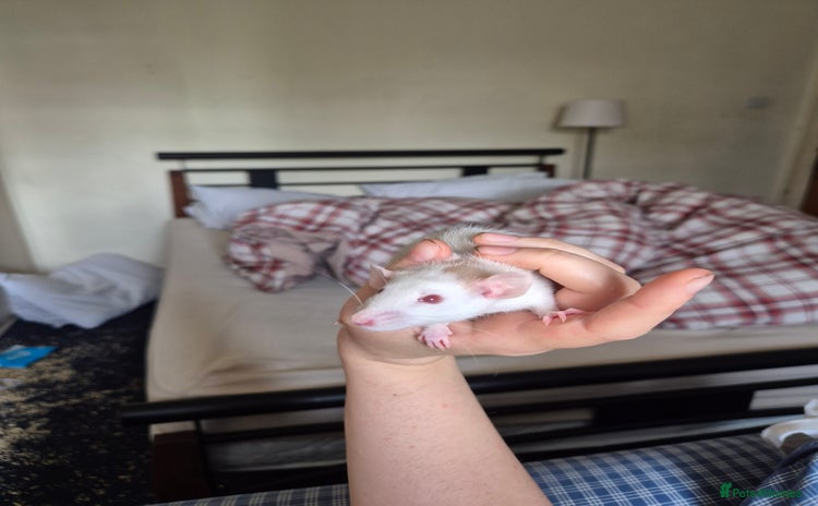 Rat rodents - Advert 17