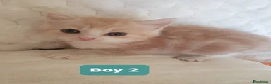 Boy 2