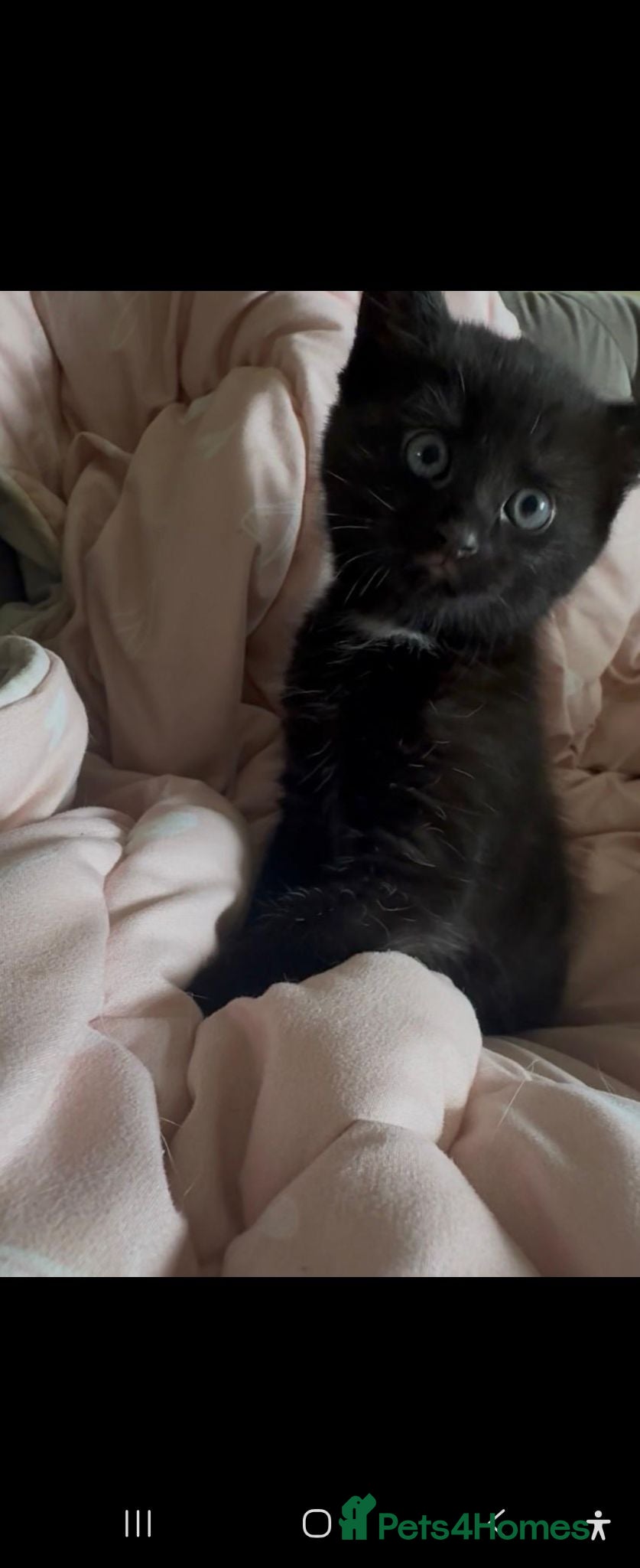 Mixed Breed cats 2 KITTENS REMAINING READY TO LEAVE - Advert 1