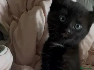 Mixed Breed cats 2 KITTENS REMAINING READY TO LEAVE - Advert 1