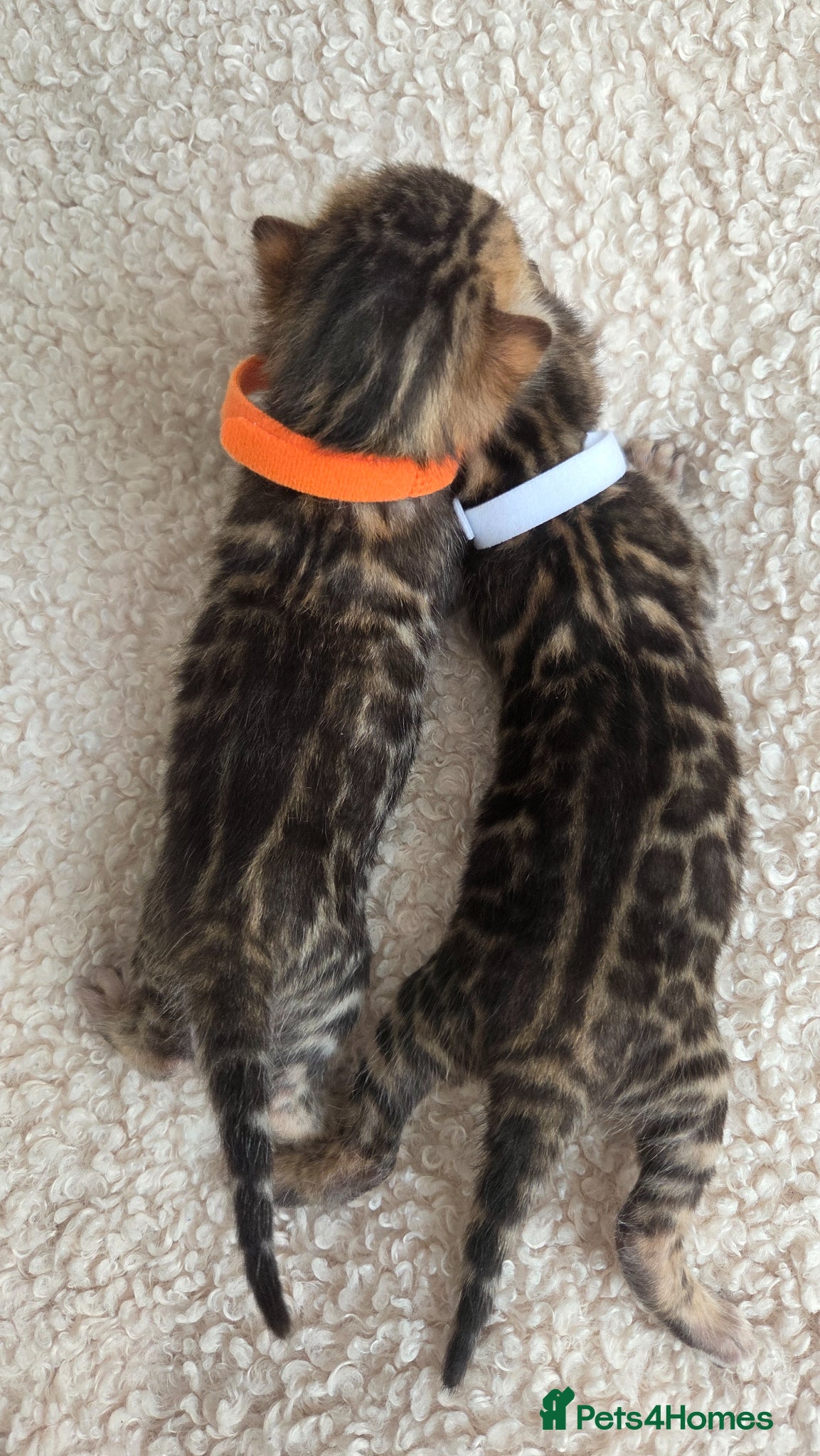 Bengal cats TICA registered two Bengal girls. 😻🐈 - Advert 2