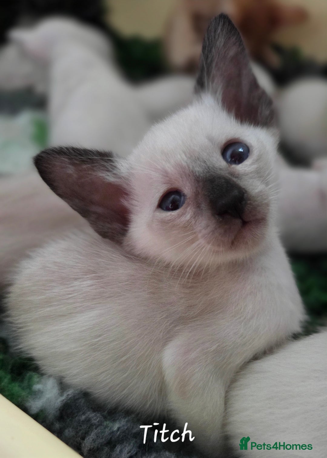 Oriental cats for sale: Beautiful GCCF registered Oriental kittens - Image 7