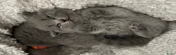 British Shorthair cats for sale: 💕🏅🏅CHAMP BLOOD BRITISH SHORT HAIR KITTENS🏅🏅💕 in Wakefield - Advert 10