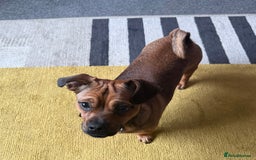 Mixed Breed dogs for sale: Rehoming our 8 month old puppy - Image 2