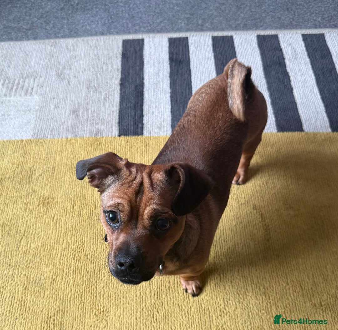 Mixed Breed dogs for sale: Rehoming our 8 month old puppy - Image 2