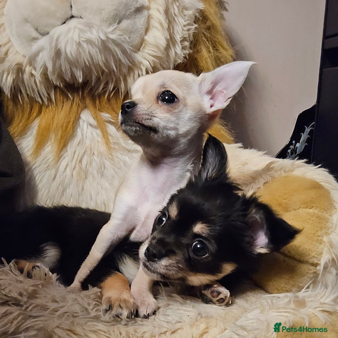 Chihuahua dogs for sale: Chihuahua puppies - Advert 1