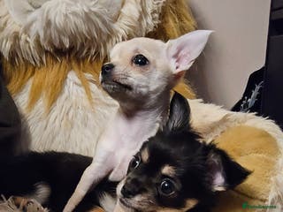 Chihuahua dogs Chihuahua puppies - Advert 13