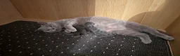 British Shorthair cats for sale: GCCF BSH Blue Kittens – Enquiries Now Open in Uckfield - Advert 8