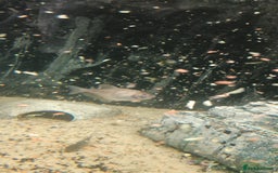 Other/Mixed Breed fish for sale: 5ft fish tank with fish - Image 23