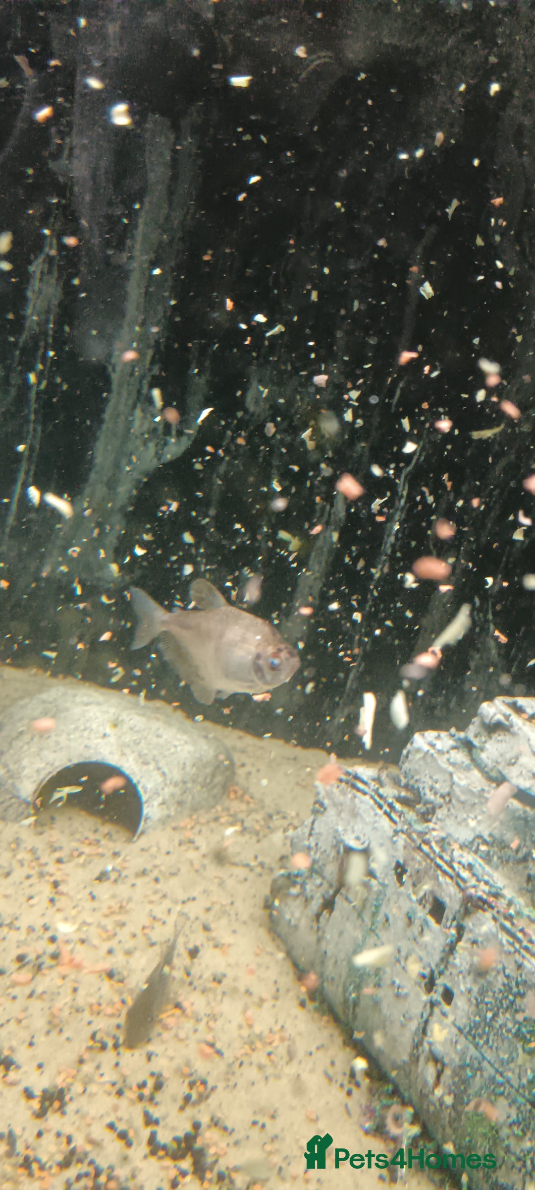 Other/Mixed Breed fish for sale: 5ft fish tank with fish - Image 23