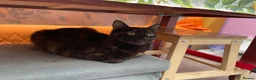 Mixed Breed cats for sale: Lovely girl looking for a new home in London - Advert 7