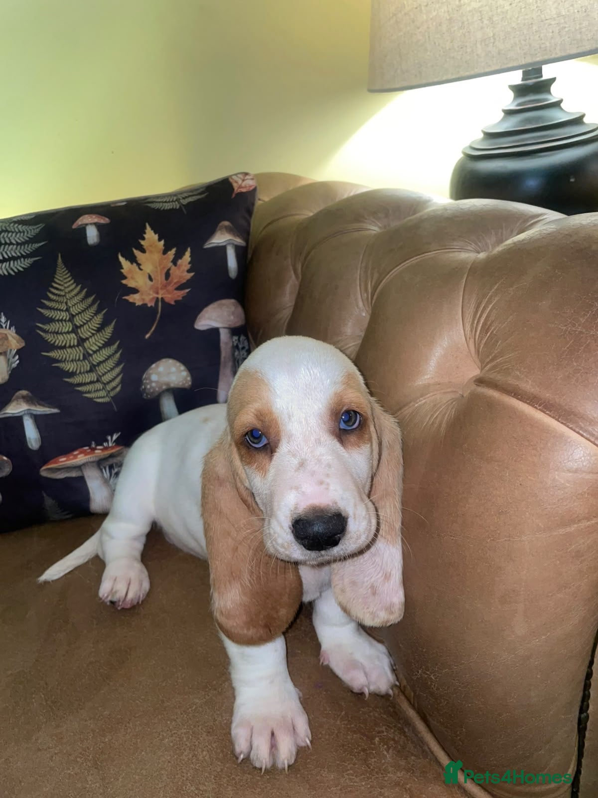 Basset Hound dogs Peggy - Advert 2