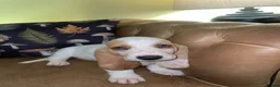 Basset Hound dogs for sale: Now Ready for New Forever Homes - Advert 3