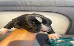 Cocker Spaniel dogs for sale: Cocker spaniel puppies - Advert 2