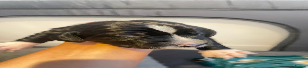 Cocker Spaniel Puppy 1