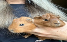 Guinea Pig rodents for sale: Guinea Pig Babies for Sale - Image 6