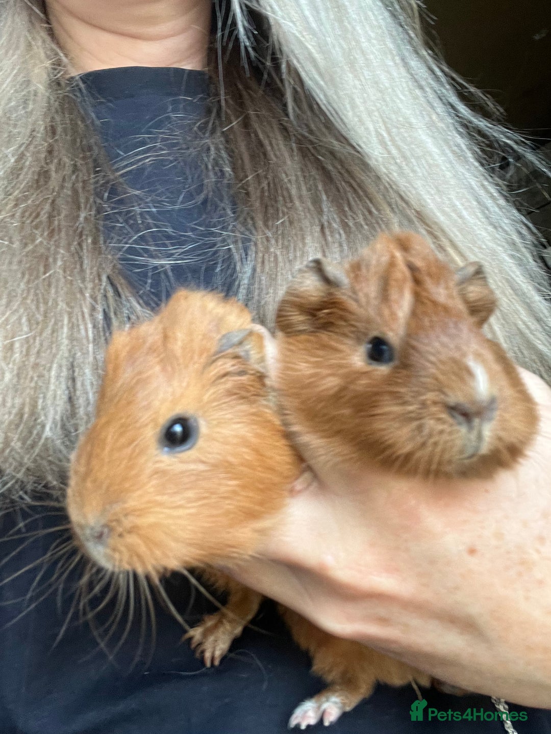 Guinea Pig rodents for sale: Guinea Pig Babies for Sale - Image 6