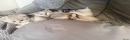 Mixed Breed cats for sale: Adorable Chinchilla Cross Kittens - 4 Available - Advert 4