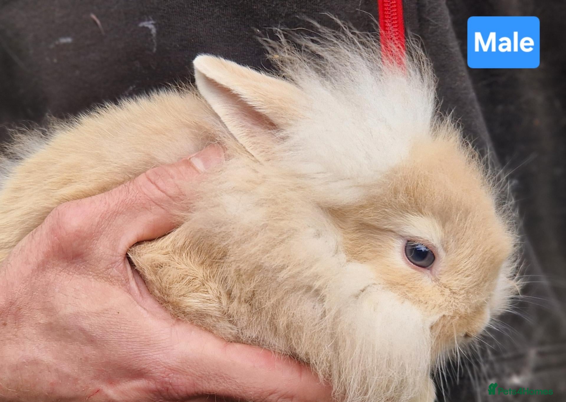 Mini Lion Lop rabbits Super Friendly Baby Lion Lops and Lop x Mini Rex   - Advert 2