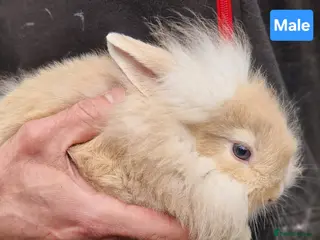 Mini Lion Lop rabbits Super Friendly Baby Lion Lops and Lop x Mini Rex - Advert 1