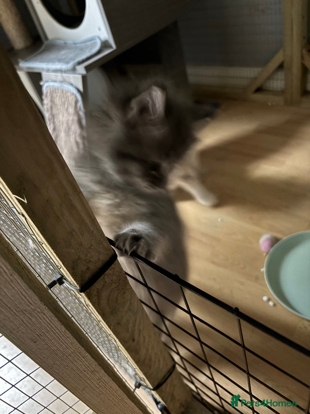 Maine Coon cats for sale: Maine coon kittens - Image 6