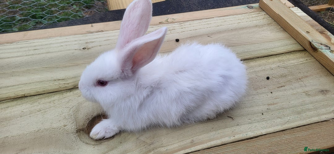 Continental Giant rabbits for sale: Continental giant kits  - Image 8