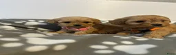 Cavapoo dogs for sale: F1 cavapoo puppies in Aberdeen - Advert 7