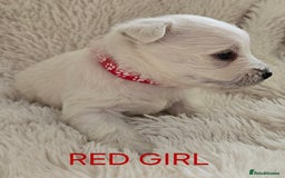 West Highland Terrier dogs for sale: STUNNING WEST HIGHLAND TERRIER PUPPIES  - Image 12